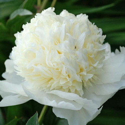 Semi peonia white - di,