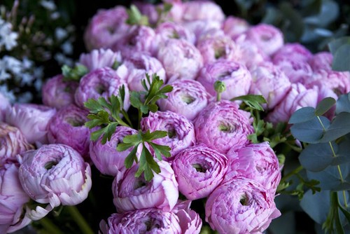 Semi peonia purple - semi, love