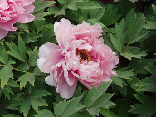 Semi peonia pink red plum - pink,