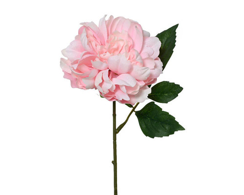 Peonia ramo soft - peonia, h.36