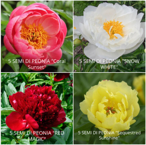 Semi peonia in 4 - peonia,
