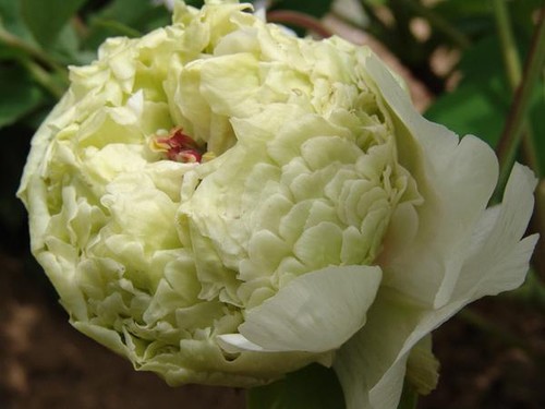 Semi peonia green - semi,