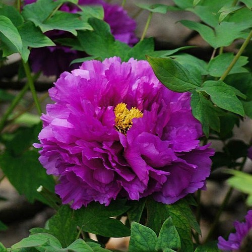 Semi peonia purple - 5,