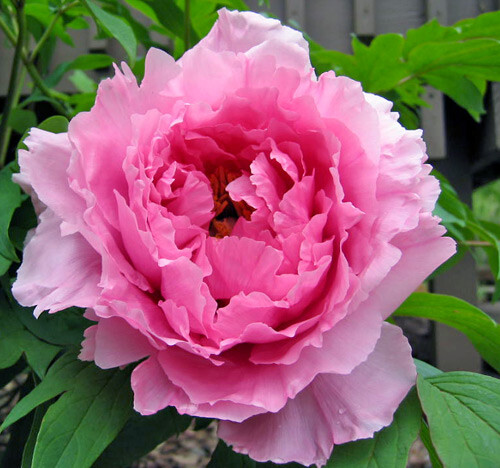 Peonia fiore rosa paeonia - peonia,