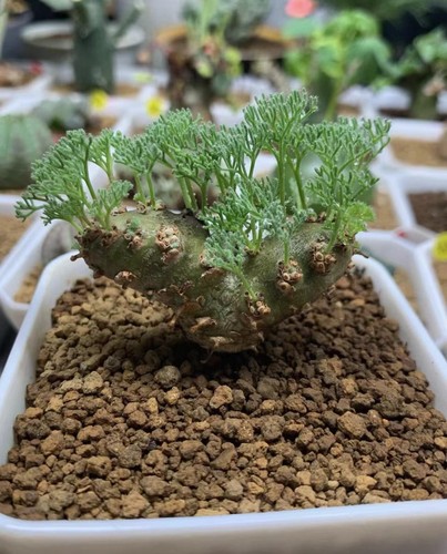 Pezzi rara pianta succulenta - 3,