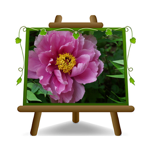 Peonia arborea rosa pianta - peonia,