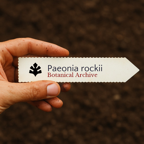 Paeonia rockii seeds semi - rockii,