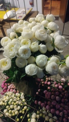 Peonia erbacea.