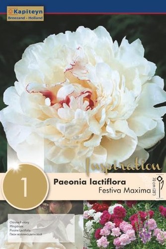 Bulbo peonia lactiflora - peonia,