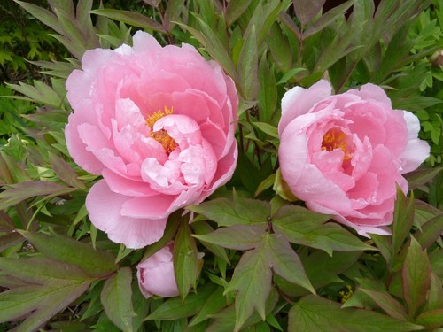 Semillas peonia mixta - 10,