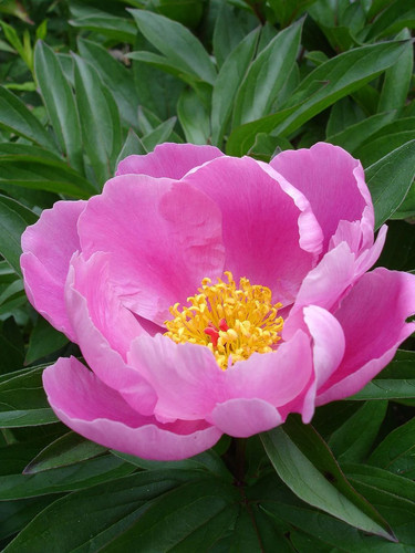Peonia semi grandi - semi,,