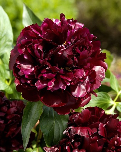 Semi peonia light - di,
