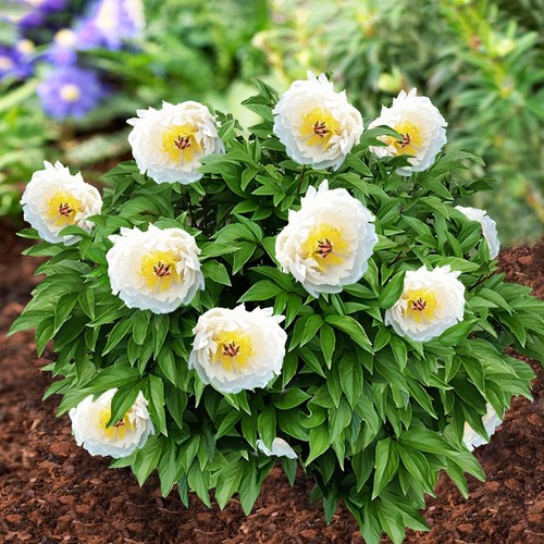 Pianta peonia itoh - peonia,