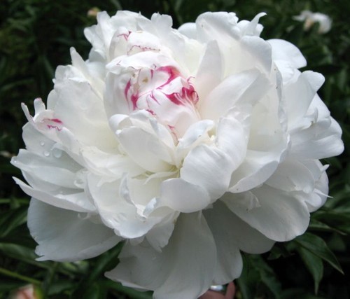 Semi peonia late - semi, white