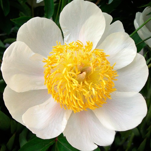 Pianta radice peonia - pianta, di