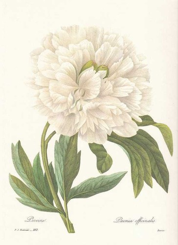 Peonia paeonia officinalis - -,