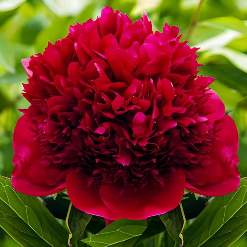 Pianta peonia con - pianta,
