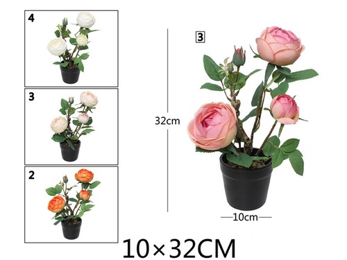 Pianta peonia 10x32cm - peonia, 6219167