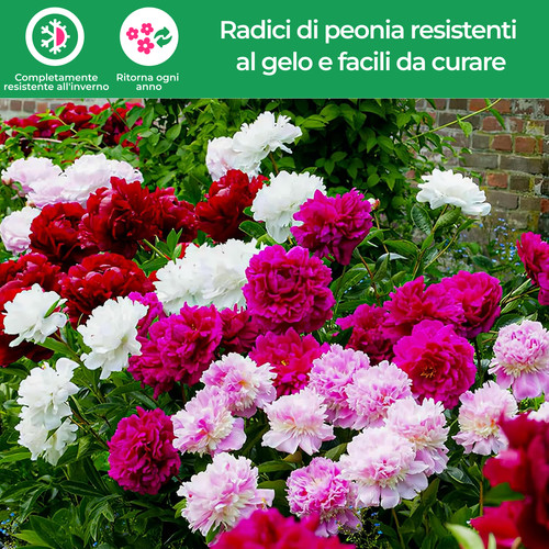 Pianta peonia con - radici,