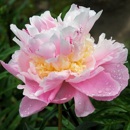 Semi peonia lovely - di, pink