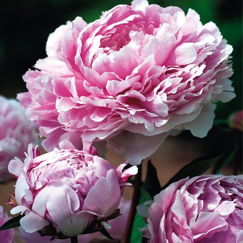 Peonia rizoma pianta - , perenne