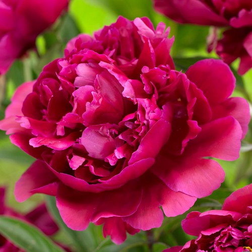 Semi peonia old big - 5,