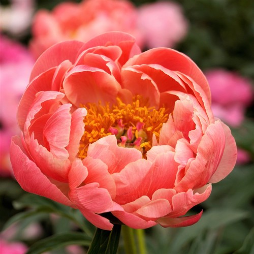 Semi peonia coral charm - 5,