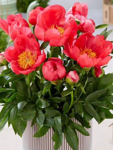 Peonia nana pianta paeonia - di,