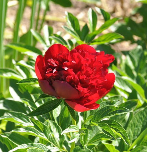 Charm rosso peonia elegante - ,