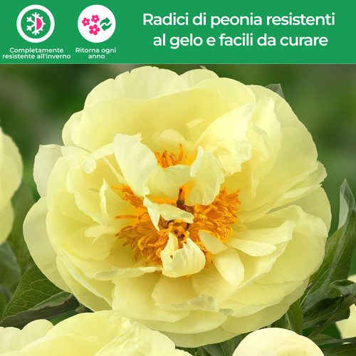 Pianta peonia con radice - di,