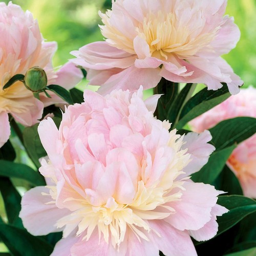 Peonia rizoma pianta perenne