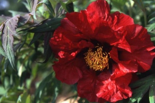 Semi peonia banquet - di, "banquet'"