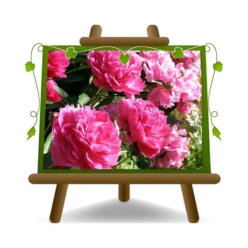 Peonia suffruticosa rosa - suffruticosa,