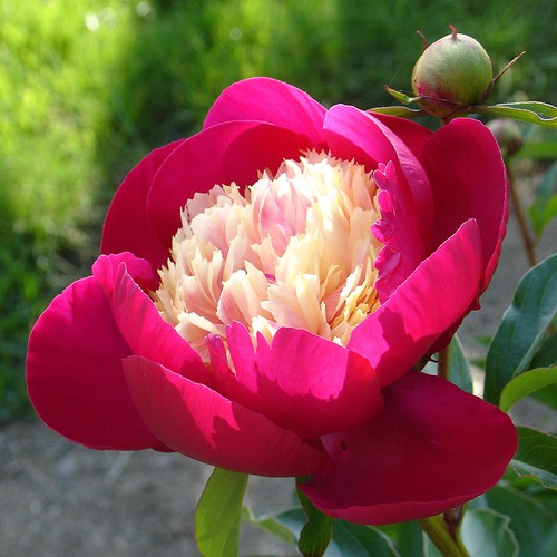 Semi peonia red - 5, di