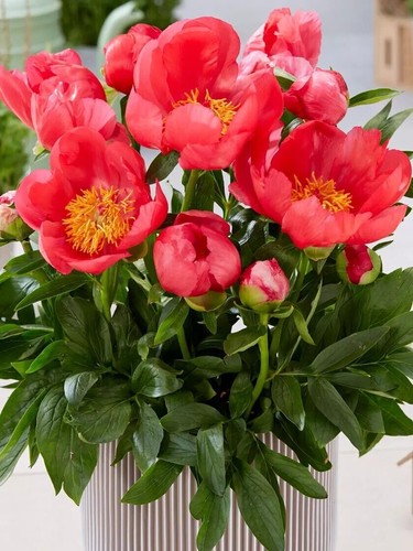 Peonia nana pianta - nana,