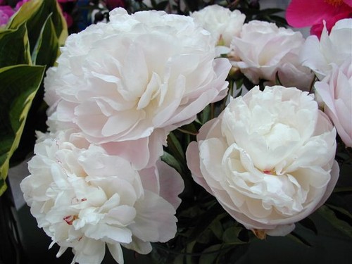 Semi peonia lovely - semi, "lovely