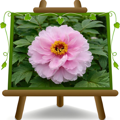 Peonia suffruticosa rosa - peonia,
