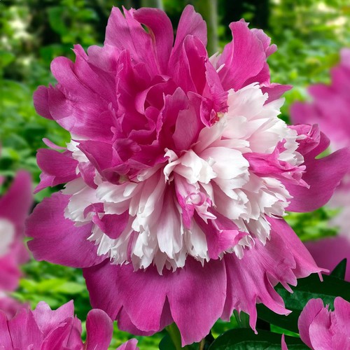 Pianta peonia radice - pianta,