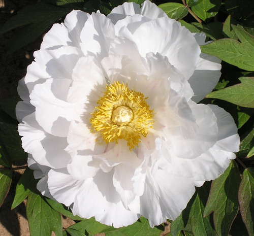 Semi peonia snow white - 5,