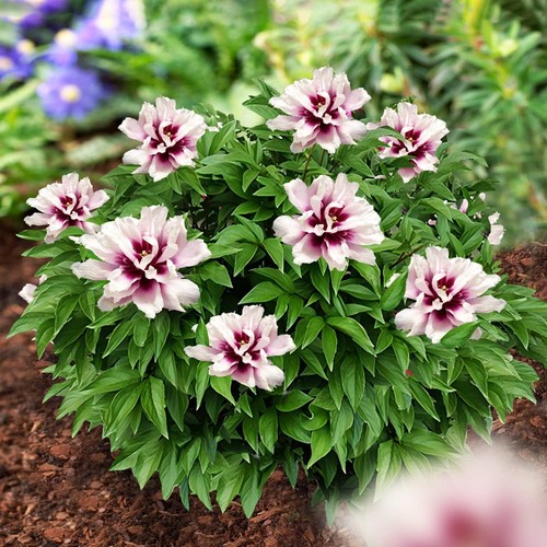 Pianta peonia itoh - pianta,