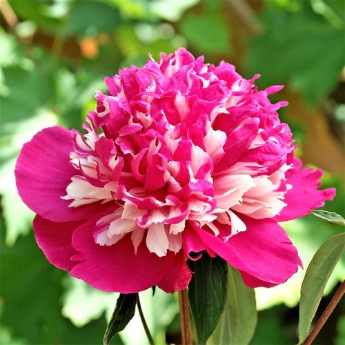 Semi peonia pink smile - "pink, smile"