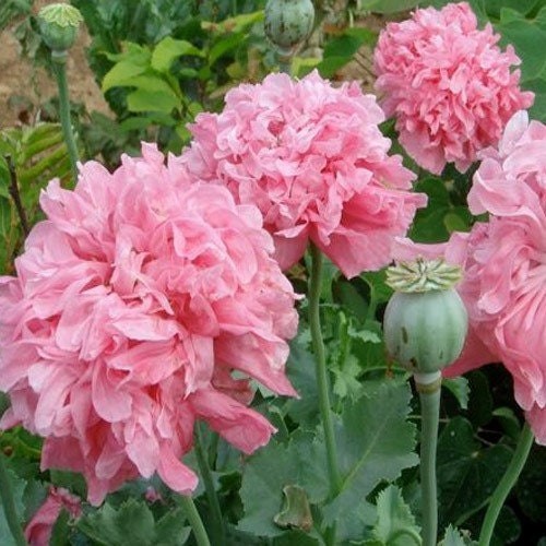 Papavero doppio fior - papavero, peonia