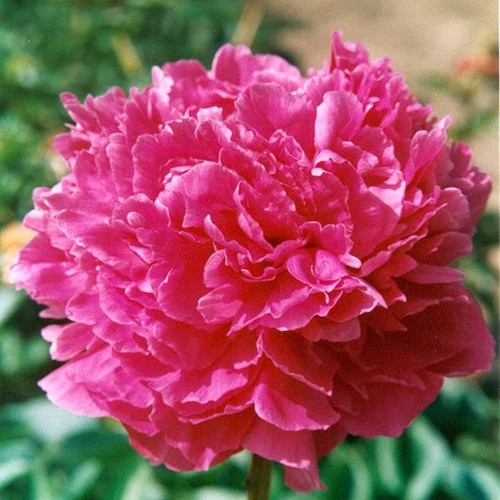 Peonia rizoma pianta perenne
