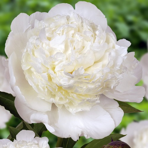 Pianta peonia con radice - con,