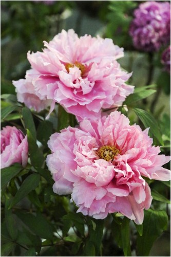 Semi peonia competition - peonia,