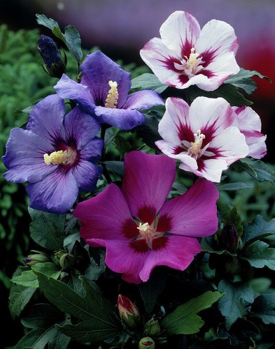 100 semi hibiscus syriacus - 100-semi, -hibiscus