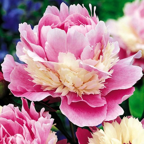 Peonia rizoma pianta - , perenne
