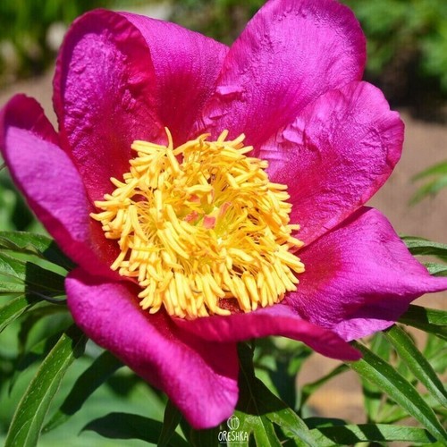 Paeonia anomala pcs fresh - anomala,