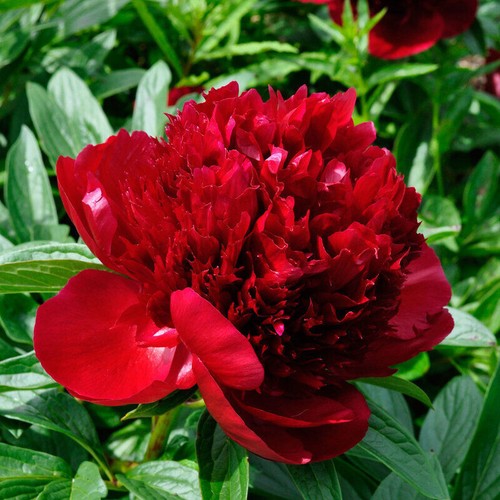 Semi peonia red - 5,
