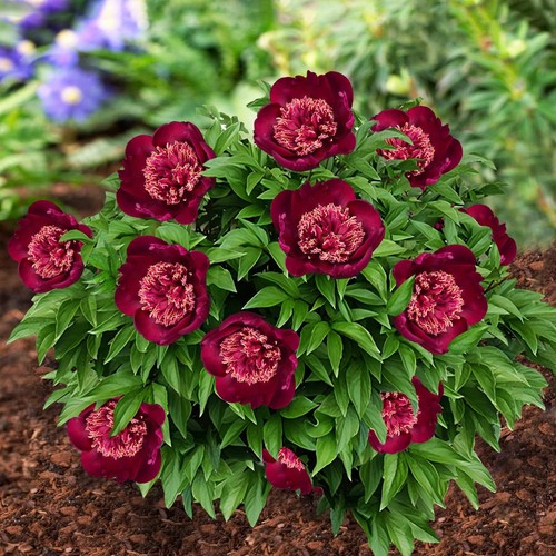 Radice peonia nippon - di,